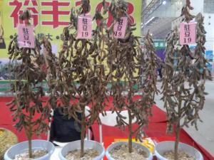 駐豆19展示